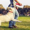 Interactive Baseball Bat Toy Designed For Medium And Large Dogs - Image 2